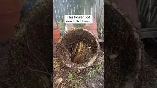 A Flower Pot Full of Bees