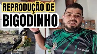 REPRODUZINDO BIGODINHO EM GAIOLA