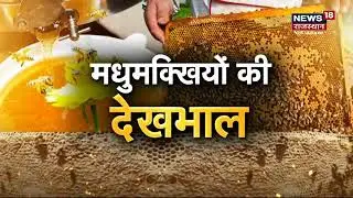 Annadata : Honeybees पालन से कमाएं अच्छा मुनाफा, वैज्ञानिक तरीके से मधुमक्खियों की देखभाल