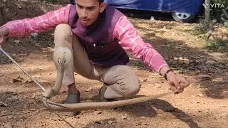 rescue #Indian #spectacled cobra snake maaz sayed sirsi 91+6364660978