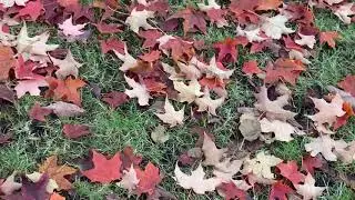 Fall Foliage in Vancouver, Canada 🇨🇦