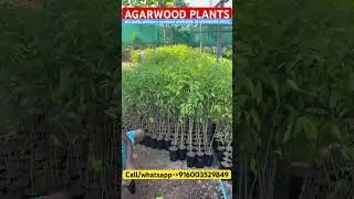 Agarwood plants #agarwood #agarwood farming#agar #agaroud #oudwood#oud #tree #plants #agarbatti #new