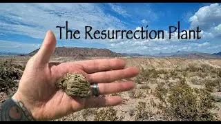 Brought back from death; The fascinating and bizarre Resurrection plant.