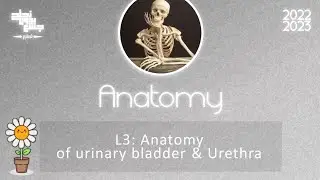 L3 , Anatomy of urinary bladder and urethra , Anatomy