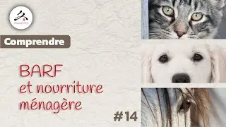 #14 - BARF ou Croquettes ? Les cl&eacute;s pour bien choisir selon l'Energ&eacute;tique Chinoise, avec JL