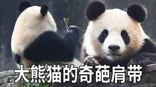 大熊猫的肩带有各种各样，有U型、V型，有完整的、有缺块的，还有不正经的【你好大熊猫】