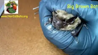 Big Brown Bat in 48 Seconds