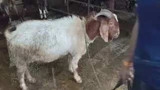 आफ्रिकन बोअर बोकड विक्रीसाठी वजन 73 kg   African boer male for selling 450 rs per kg