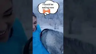 Hugging  Siberian Husky Dog For Too Long GONE WRONG! Husky Argues! Funny Dog Videos😂Funny animals