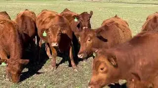 19 Red Angus Bred Heifers, #0130 | Cattle for sale
