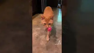 Gingie has an obsession 🧡 #cute #fyp #fypage #cats #shorts #funny