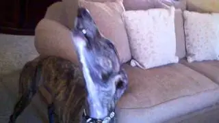 Greyhound roo - the 9 am singing routine