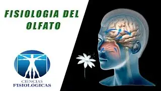 Fisiologia del Olfato