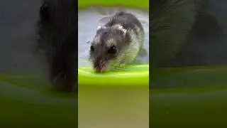 Это видео длится 3+3 секунды #прикол #юмор #топ #funny
