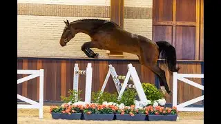 Rangoon (Hardrock x Corland)
