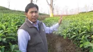 Travel Documentary of Tea Estate of Bodoland