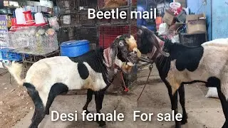  Beetle male. Desi female goat Hyderabad