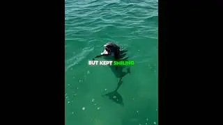 Dolphin Looking For A Friend 🐬💙 #shorts
