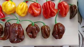 Обзор Capsicum chinense