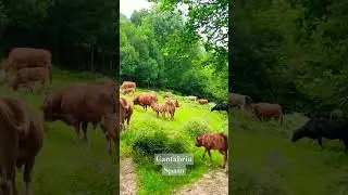 Wild Cantabria #cantabriainfinita #cantabria_y_turismo #ason #cow #forest #hiking #hikingadventures