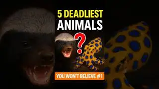 Unexpectedly Deadly Animals #top5 #animals #shorts