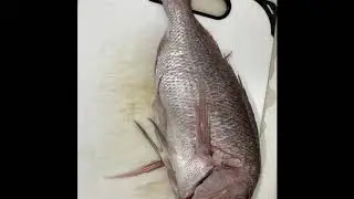 Pink Snapper Fry Fish