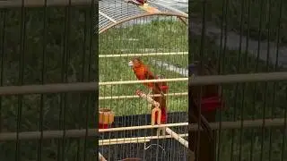 Red hooded siskin singing | Cardenalito venezuela cantando | Carduelis Hybrid | Spinus f1 canary mix