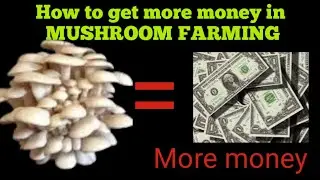 How to make more profit in mushroom farming in Nigeria
