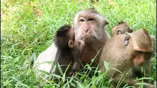 Timo cry very loudly coz mom want to wean him, Newborn monkey crying for no more milk support