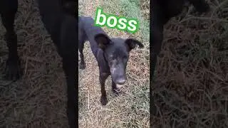 Doggy number one animals lover from India@AnimalHT2721 @animalshome467#funny #video 🐶🐕🐕🐕🐕