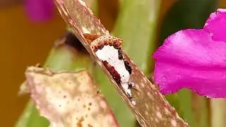 Beautiful wood nymph moth  Eudryas grata