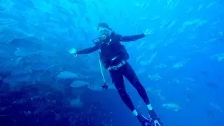 World's Best Wreck Dives - The SS Yongala
