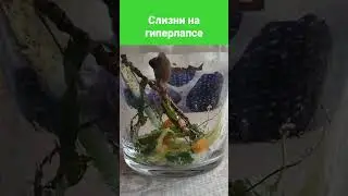 Слизни на гиперлапсе #slug #nature #animals #home #слизень #природа #животные #дом #glebe #глебе #i