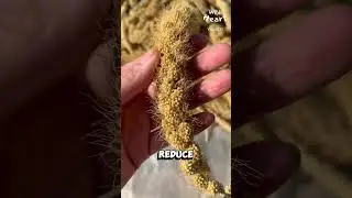 Processing Millet - The Traditional Way