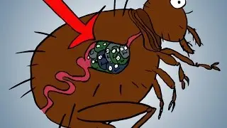 How Bubonic Plague Works