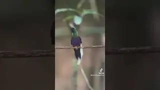 This Crowned Woodnymph is really showing off‼️ Digiscoping hummingbirds is the best! 💙💚💜