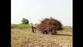 Camel Cart in Thal