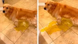 Милая собака писает на пол из-за дождя