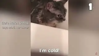 Funny cat 