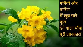 Tecoma plant grow and care | टिकोमा | How to grow tecoma plant | summer season plant | monsoon plant