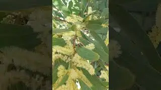 Sugar ants feasting on wattle blooms 🥰🐜#tasmania #wildlife #nature#cute#animals #garden