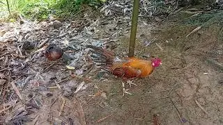 Ormoc gold bernny tacoy 3X winner #games #rooster #roosterfarm #gamefowl #trend #viral #video 