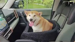 No dog parent fails to see how essential a safe, cozy dog seat is!