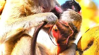 So Sweet❤️ Young Mother Monkey Gently Checks Her Newborn&rsquo;s Health