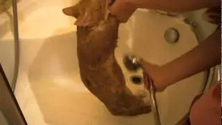 Мойка Кота.mp4