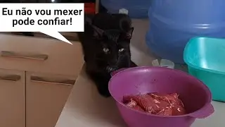 Testei o J&uacute;lio na cozinha 😂 | J&uacute;lio e Eu