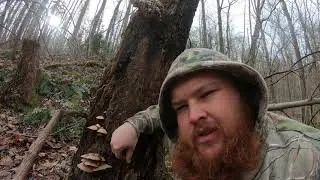 Foraging WILD Oyster Mushrooms! (Catch Clean Cook)
