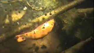Yellow spotted salamander life cycle Revealed! Amazing secret world