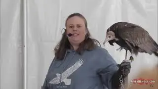Up-Close Raptors & Eagles Experience at National Great Rivers Museum