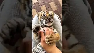 Baby tigers are so cute #animals #funny #cute #tiger